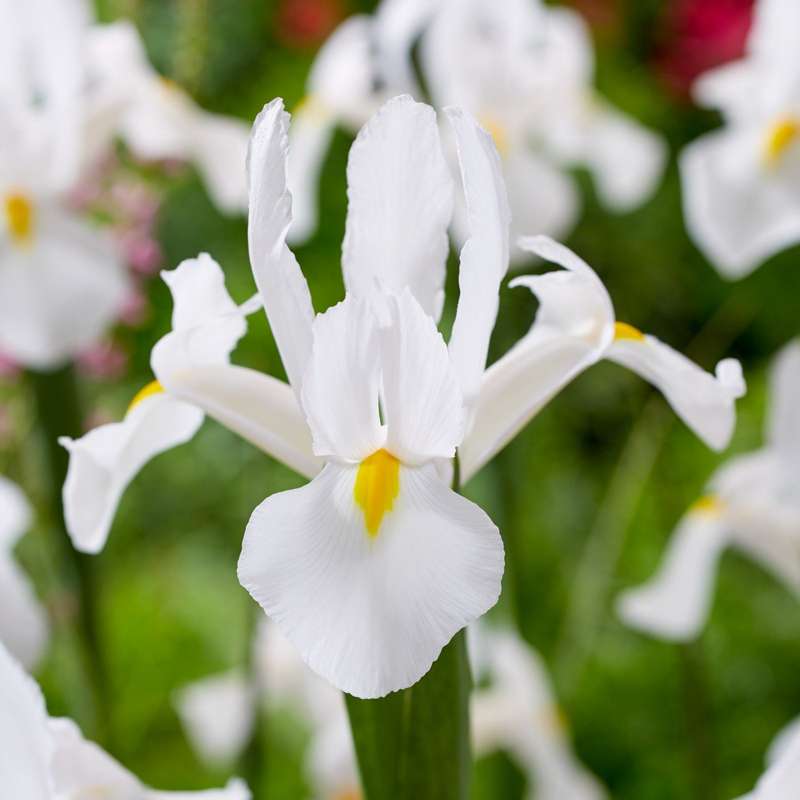 Iris Hollandica 'Alaska'